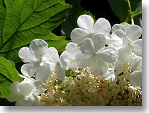 Viorne obier (fleurs et fruits)