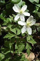 ANEMONE DES BOIS