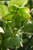 HELLEBORE FETIDE